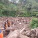 Tampak gelondongan kayu yang turut terbawa banjir bandang. Foto: Polsek Ngantang