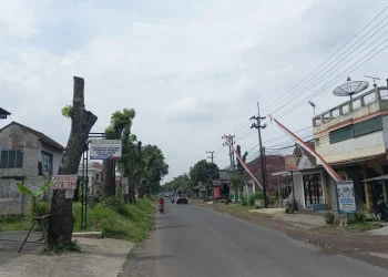 Penanganan pohon tua oleh bina marga kabupaten malang