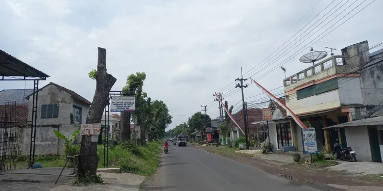 Penanganan pohon tua oleh bina marga kabupaten malang