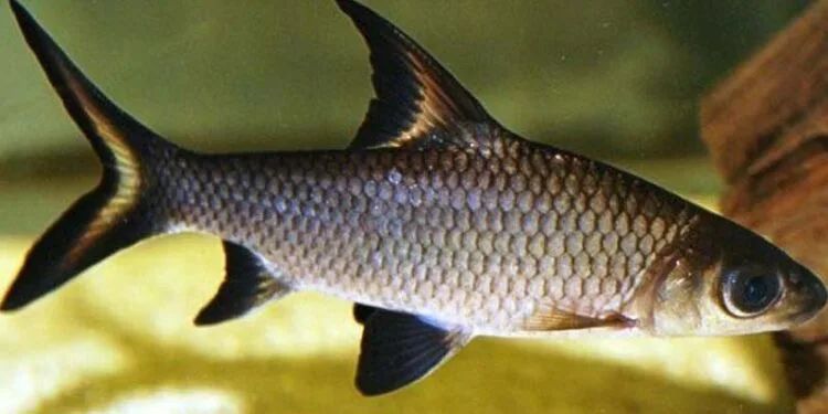 Ikan Balashark. (Foto : Hewanee)