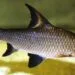 8 Spesies Ikan yang Terancam Punah dan Dilindungi di Indonesia