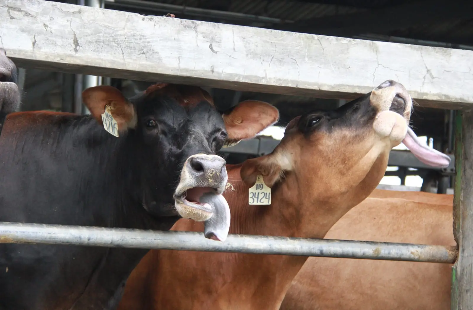 Sapi Jersey, jenis baru yang dimiliki oleh PT Greenfields Indonesia.