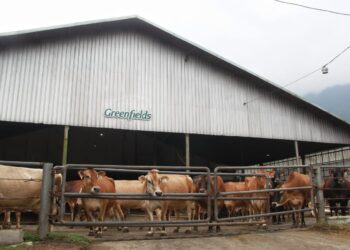 Sapi Jersey, sapi perah jenis baru yang berada di Greenfields Farm di lereng Gunung Kawi Kabupaten Malang, sapi perah yang pertama dan satu-satunya yang berada di Indonesia, Selasa (30/5/2023).