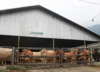 Sapi Jersey, sapi perah jenis baru yang berada di Greenfields Farm di lereng Gunung Kawi Kabupaten Malang, sapi perah yang pertama dan satu-satunya yang berada di Indonesia, Selasa (30/5/2023).