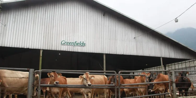 Sapi Jersey, sapi perah jenis baru yang berada di Greenfields Farm di lereng Gunung Kawi Kabupaten Malang, sapi perah yang pertama dan satu-satunya yang berada di Indonesia, Selasa (30/5/2023).
