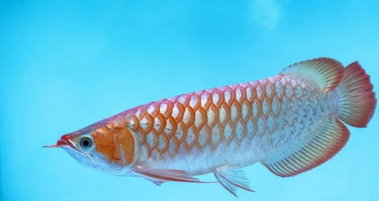 Ikan Arwana Kalimantan.