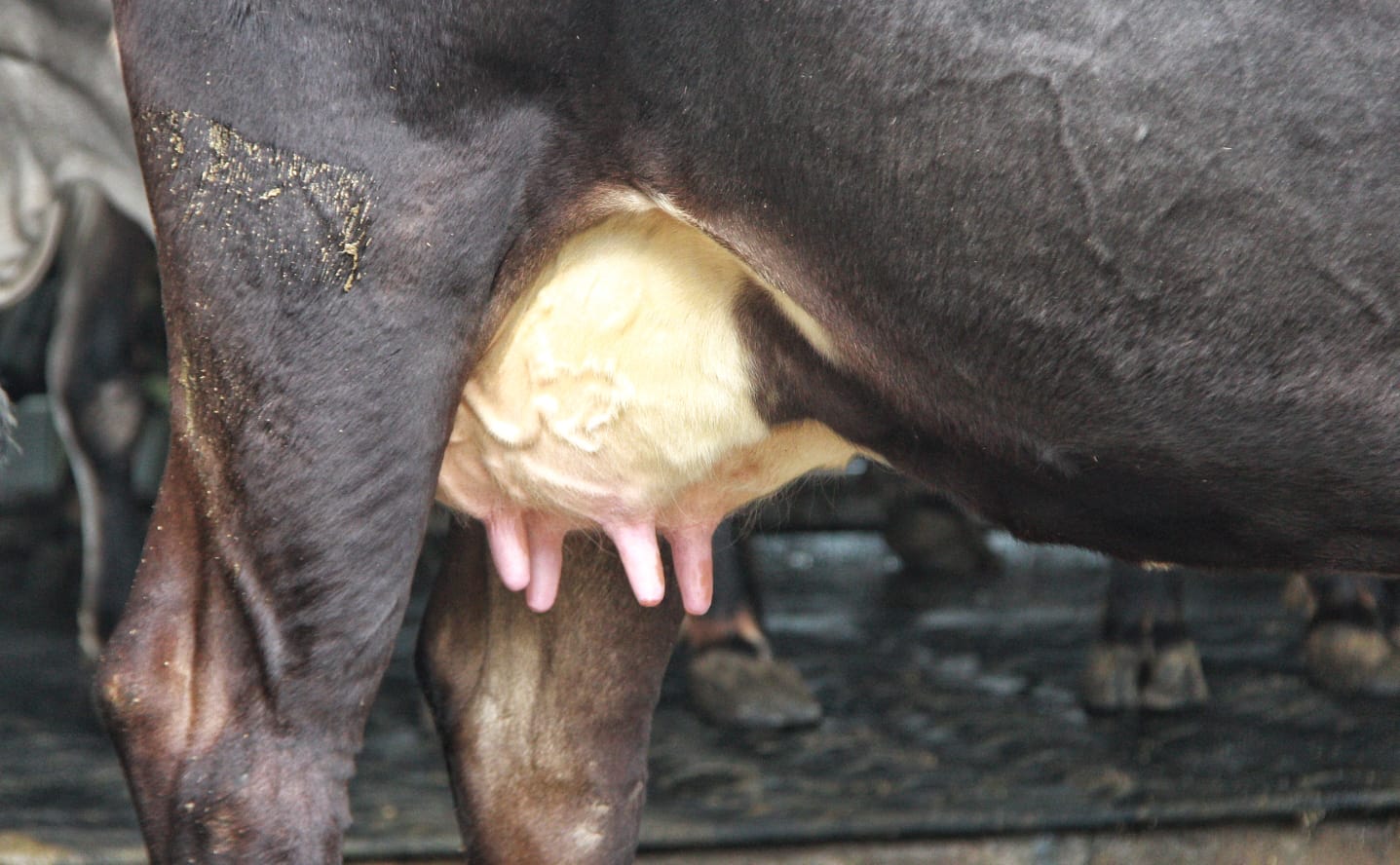 Penampakan sapi Sapi Jersey yang lebih tahan di iklim panas.