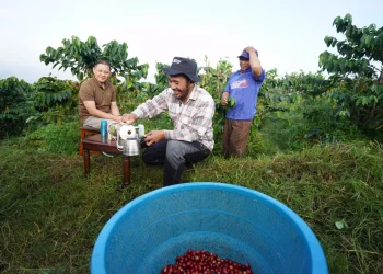 kopi siman