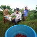 kopi siman