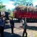 Truk terguling muatan tebu