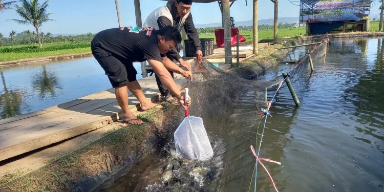 Ikan Nila