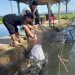 Ikan Nila