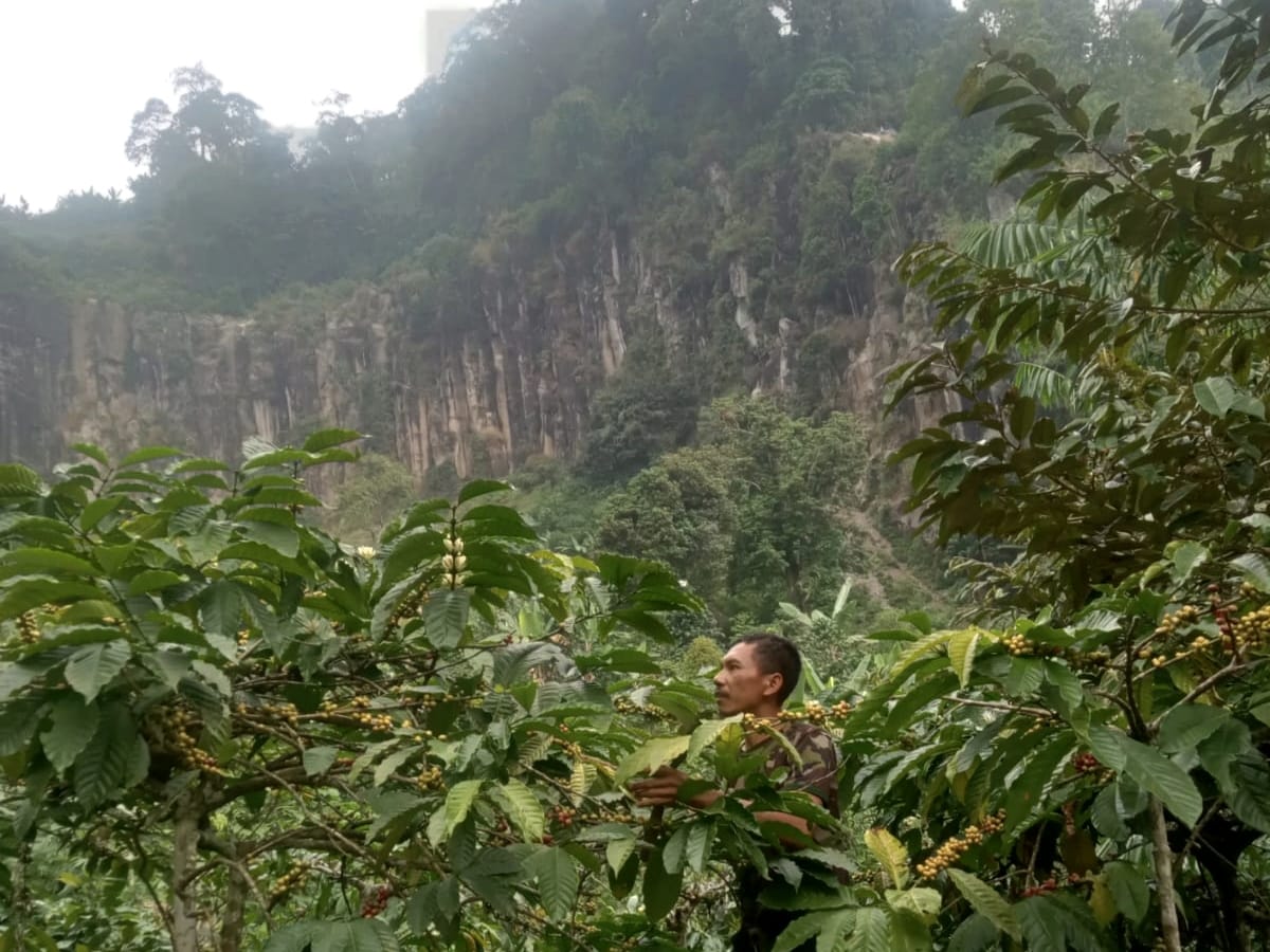 Kebun kopi milik Siswanto yang berada di lereng dekat bukit tebing yang diistilahkan dengan nama Selo Parang.