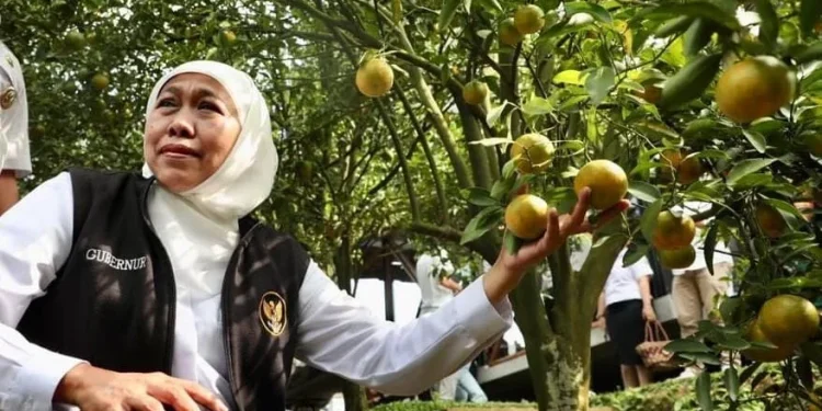 Gubernur Jatim, Khofifah Indar Parawansa, saat mengunjungi dan menikmati langsung Jeruk keprok 55 dari pohonnya di Desa Punten, Kecamatan Bumiaji, Kota Batu, beberapa waktu lalu.