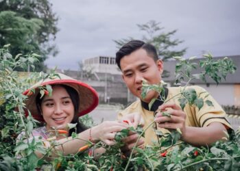Tamu Grand Mercure Malang Mirama saat panen sayur-sayuran