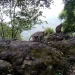 monyet ekor panjang