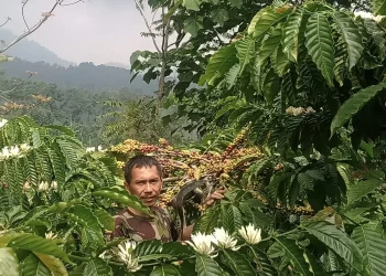Siswanto (50), salah satu petani kopi di Kecamatan Ngantang, Malang yang sukses mengembangkan usaha kecilnya tengah memanen hasil.