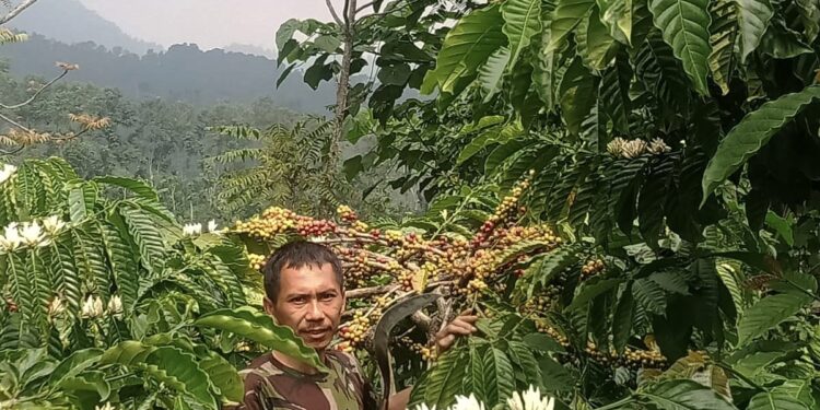 Siswanto (50), salah satu petani kopi di Kecamatan Ngantang, Malang yang sukses mengembangkan usaha kecilnya tengah memanen hasil.
