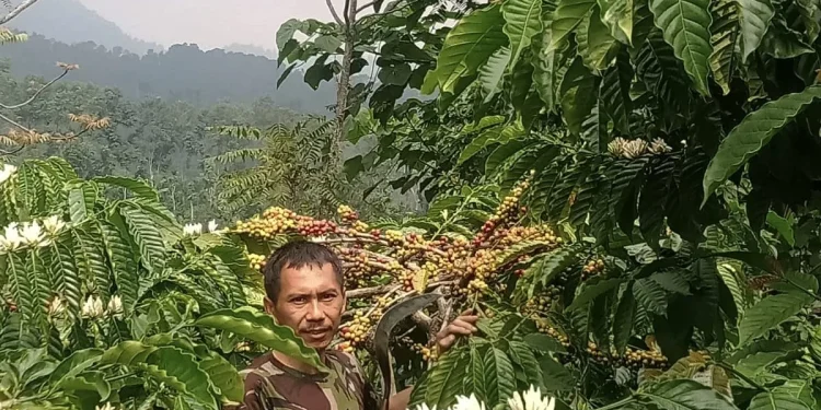 Siswanto (50), salah satu petani kopi di Kecamatan Ngantang, Malang yang sukses mengembangkan usaha kecilnya tengah memanen hasil.