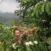 Siswanto (50), salah satu petani kopi di Kecamatan Ngantang, Malang yang sukses mengembangkan usaha kecilnya tengah memanen hasil.