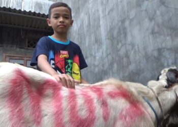 Muiz, bersama kambing yang dia beli berkat hasil tabungannya selama sekira 4 tahun sejak kelas 1 SD.