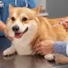 Memberikan vaksin rabies pada hewan peliharaan merupakan salah satu langkah untuk mencegah rabies.