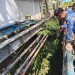 Petugas Dinas PUPR Kota Batu saat melakukan peninjauan di bangunan Guest House Imafa dan KSP Rasa Mandiri yang diduga menyalahi aturan.