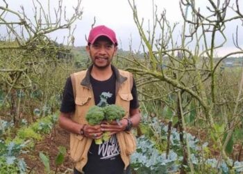 Kepala Desa Bulukerto Suhermawan menunjukkan brokoli yang ditanamnya dengan sistem tumpang sari di lahan apel miliknya.