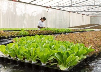 Bisnis sayuran organik melalui metode hidroponik menjadi salah satu trend usaha pertanian yang memiliki banyak peminat.