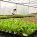 Bisnis sayuran organik melalui metode hidroponik menjadi salah satu trend usaha pertanian yang memiliki banyak peminat.