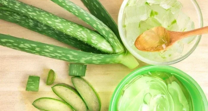 Membuat masker rambut dari Aloe Vera.