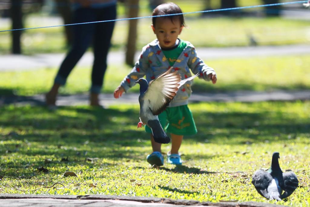 Seorang anak mengejar burung dara yang berada di Alun-Alun Merdeka Kota Malang, Senin (10/7/2023)