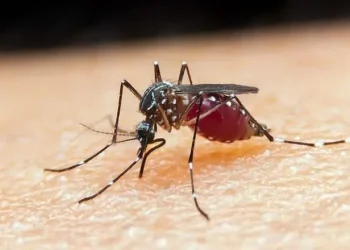 Waspada Nyamuk Anopheles Penyebab Malaria Mematikan