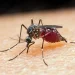 Waspada Nyamuk Anopheles Penyebab Malaria Mematikan