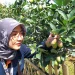 Mahasiswa UB Malang yang terlibat dalam program MMD di Desa Tulungrejo mengenalkan aplikasi Desaverse, mini broadcast di Desa Tulungrejo, Kota Batu.