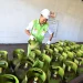 Distribusi LPG subsidi 3 Kilogram di wilayah Jatim.