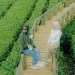 Foto salah satu pengunjung Wisata Kebun Teh Wonosari.