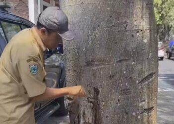 Petugas DPUPR Kota Batu saat memeriksa bekas lubang pengeboran diduga aksi peracunan pohon di Jalan Oro-Oro Ombo, Kota Batu. Foto: Dinas PUPR Kota Batu
