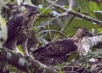 Burung Garuda