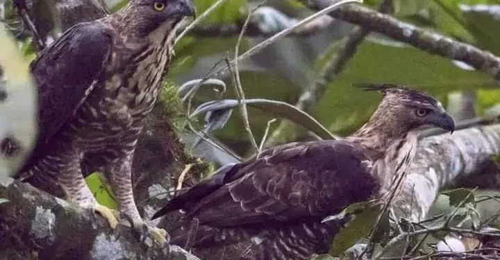 Burung Garuda