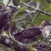 Burung Garuda