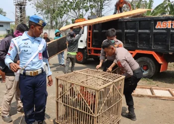 JUDI SABUNG AYAM