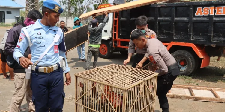 JUDI SABUNG AYAM