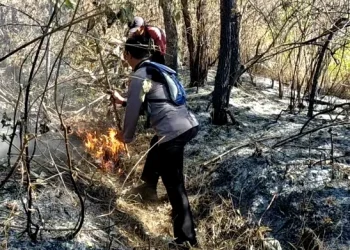 kebakaran hutan