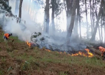 Proses pemadaman api yang merembet ke wilayah hutan produksi di kawasan Payung 3 Kota Batu, Selasa (19/9/2023).