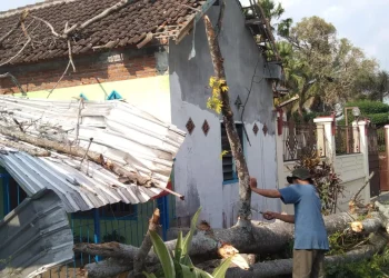 pohon randu