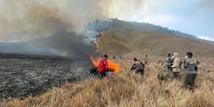 savana bromo