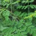 daun kelor