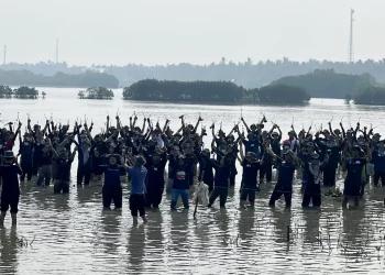 mangrove