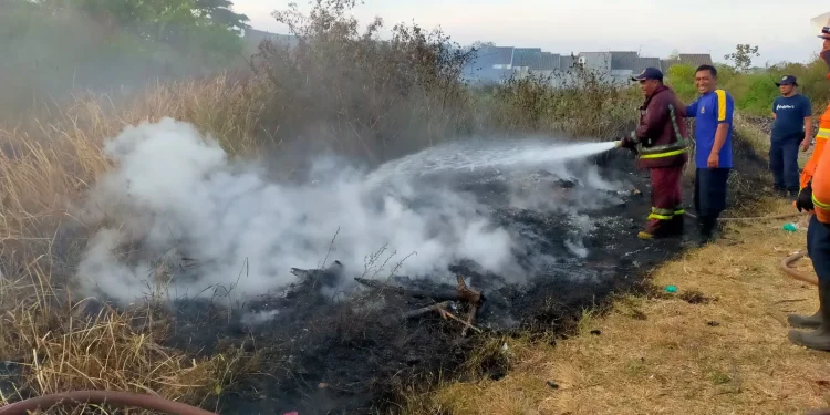 Petugas berjibaku memadamkan kebakaran lahan kering di Kota Malang.